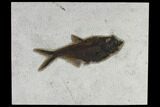Fossil Fish (Diplomystus) - Inch Layer #119468-1